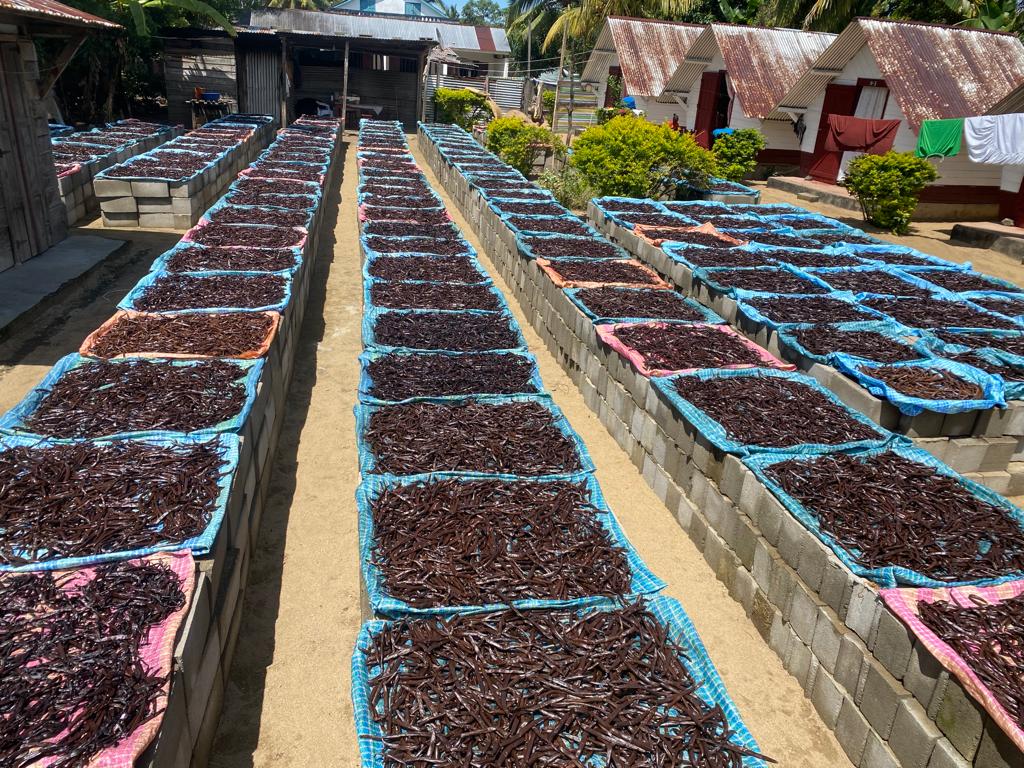 Rouge vanilla pods drying